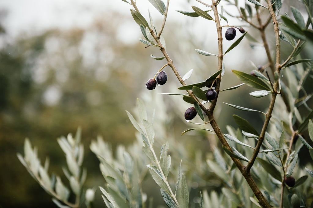 What are the benefits of olive oil?