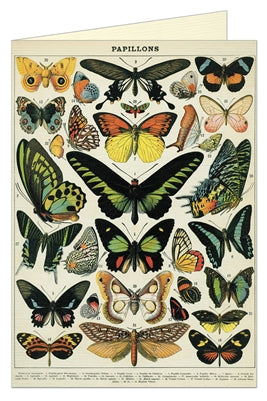Butterflies Greeting Card - Belle De Provence