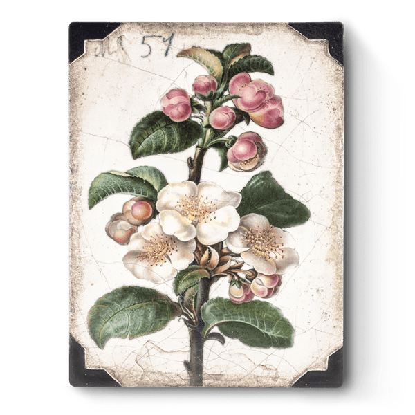 Sid Dickens - T462 Apple Blossom - Belle De Provence