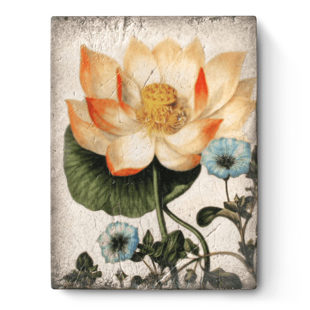 Sid Dickens - T407 Sacred Lotus - Belle De Provence